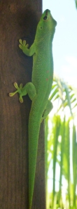 gecko de Madagascar