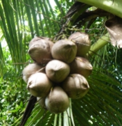 cocos mûrs sur le cocotier
