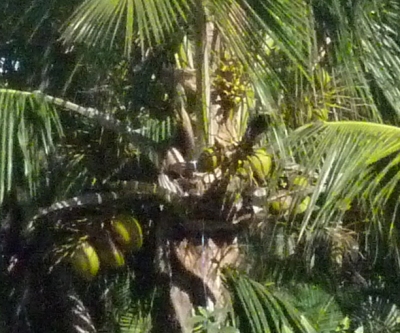 cocos sur cocotier