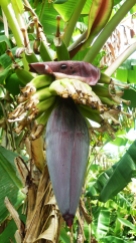 fleur de bananier