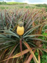 ananas à maturité