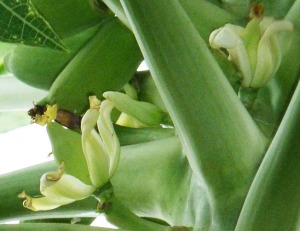 fleurs de papayer femelle